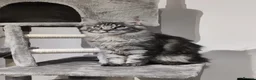 Maine Coon cats for sale: TICA registered European Maine coons  - Advert 2