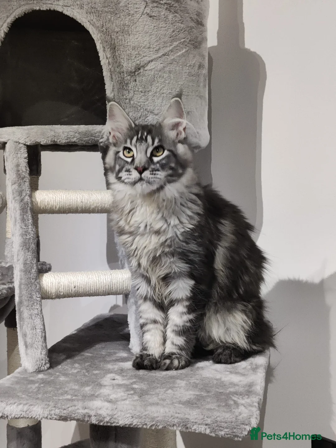 Maine Coon cats for sale: TICA registered European Maine coons  - Advert 2