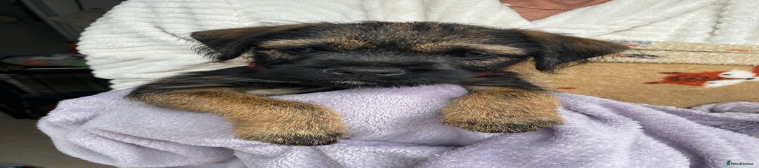 Border Terrier Puppy 1