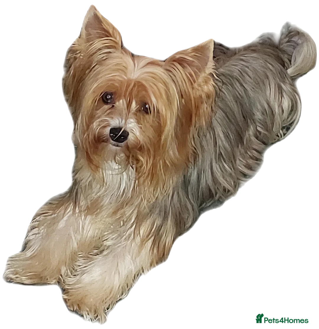 Yorkshire Terrier dogs for stud: beautiful blueberry yorkshire terrier in Eastleigh - Advert 5