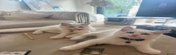 Ragdoll cats for sale: Adorable Playful and Cuddly Pedigree Ragdolls! - Advert 12