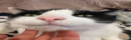 Domestic Shorthair cats for sale: Gentle 7YO Neutered Male Cat  - Advert 4