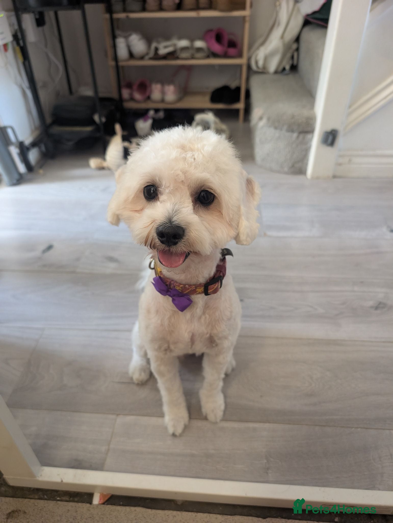 Shihpoo dogs Gorgeous shih-poo boy for stud - Advert 3