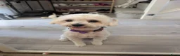 Shihpoo dogs for stud: Gorgeous shih-poo boy for stud in Hatfield - Advert 1