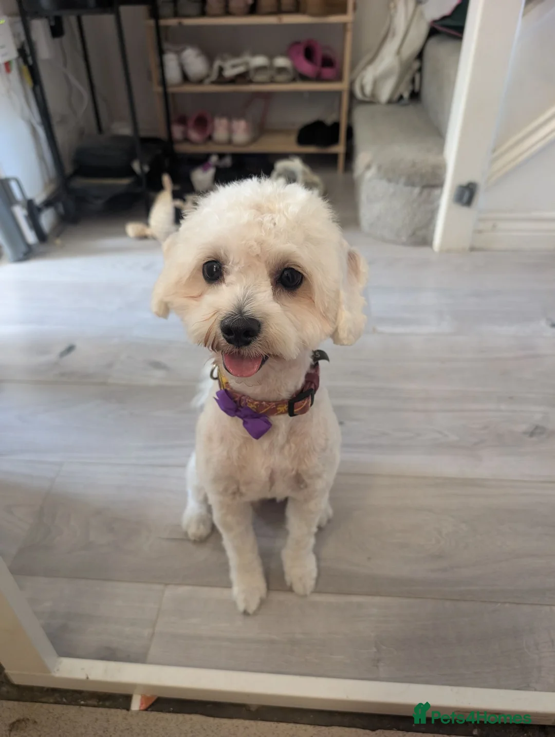 Shihpoo dogs for stud: Gorgeous shih-poo boy for stud in Hatfield - Advert 1