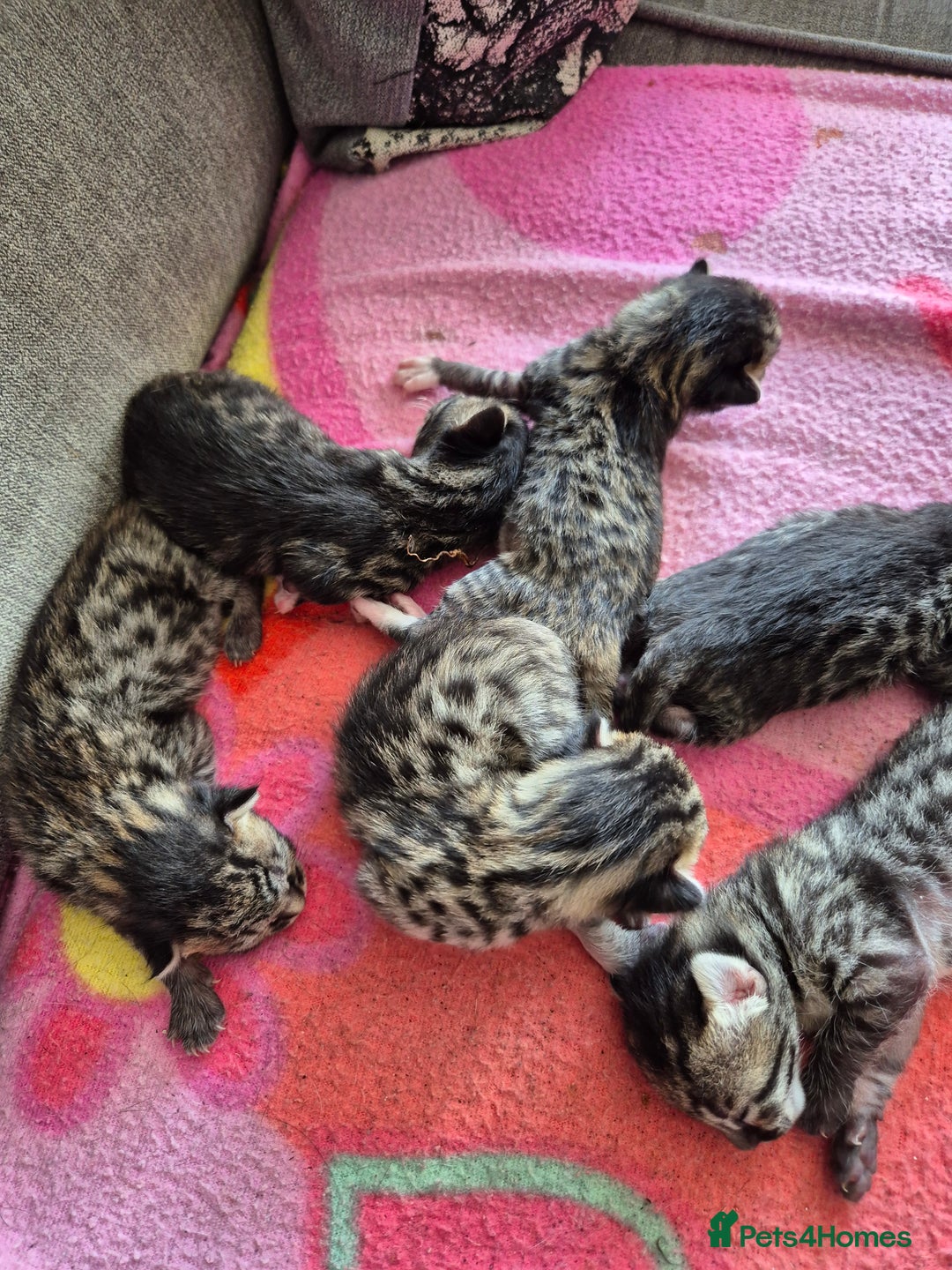 Savannah cats for sale: Savannah kittens  - Image 6