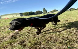 Labrador Retriever dogs for adoption: Pixie - Badersfield Norfolk  - Image 16