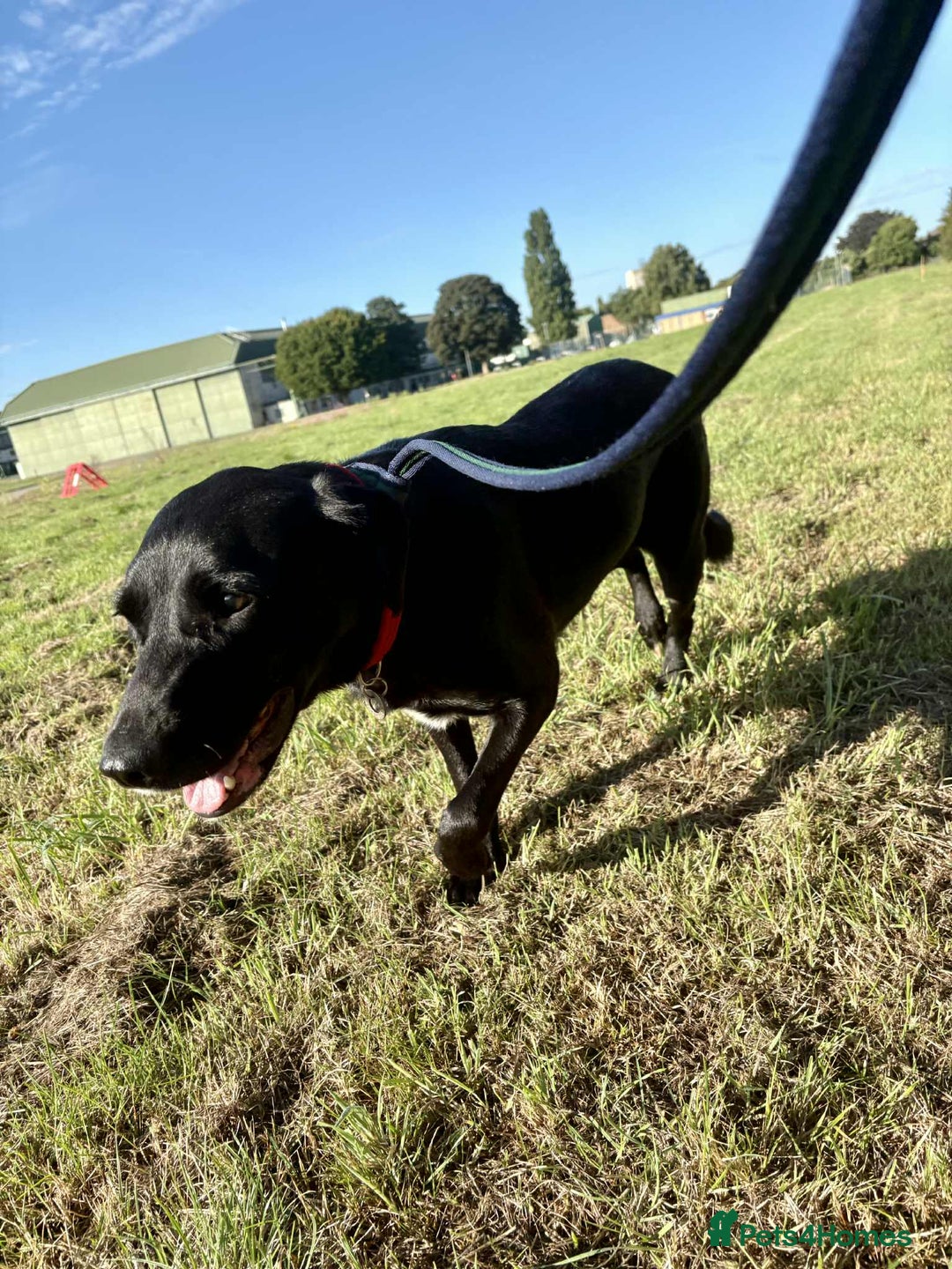 Labrador Retriever dogs for adoption: Pixie - Badersfield Norfolk  - Image 16