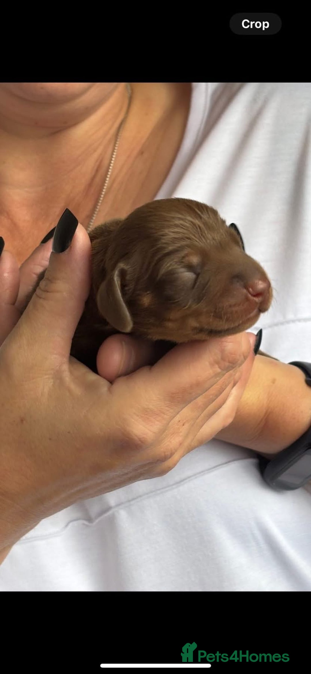 Dachshund dogs for sale: Dashhound puppies  - Image 2