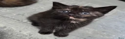 Domestic Shorthair cats for sale: 5 Beautiful female kittens for sale  - Advert 10