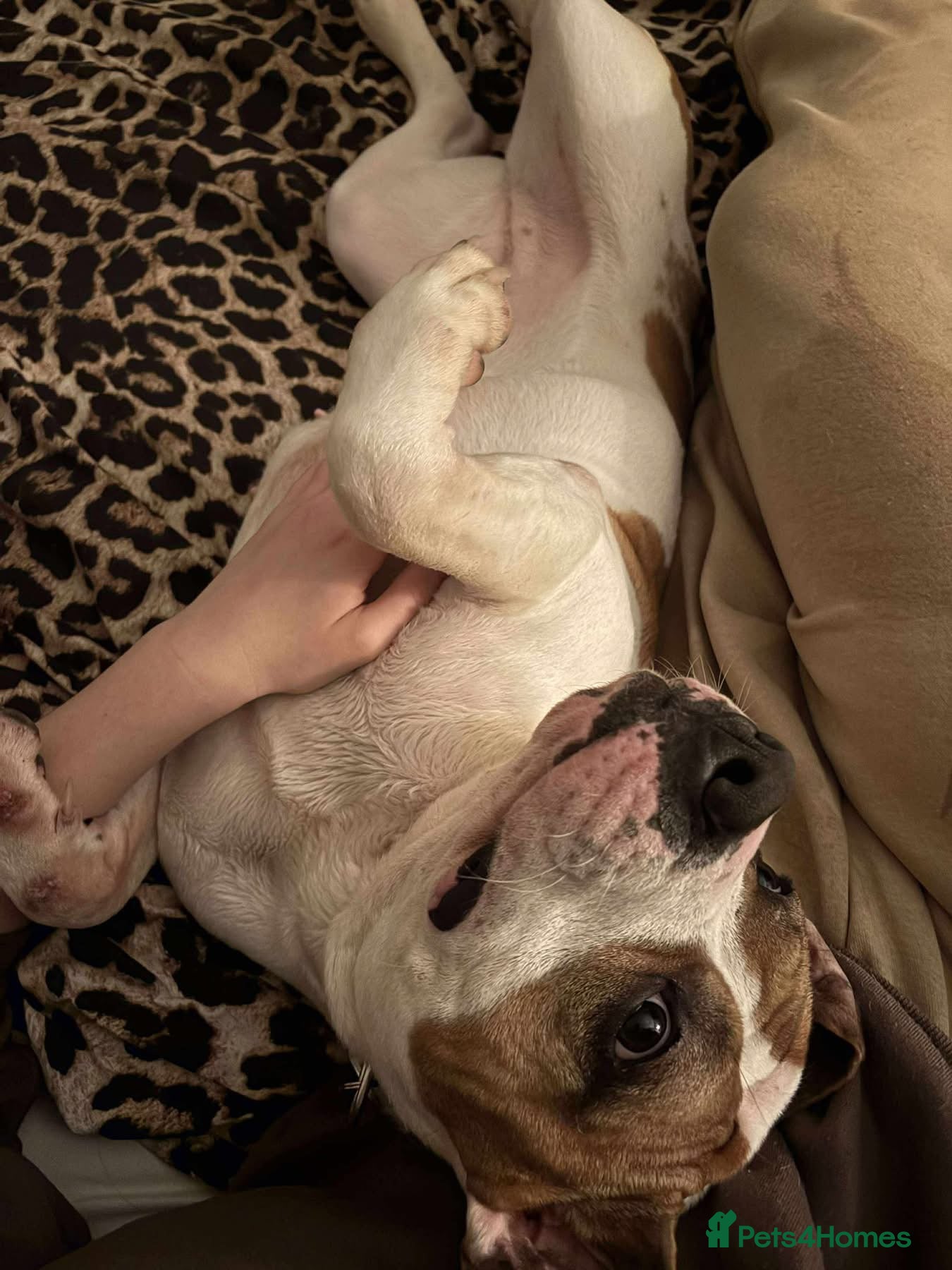 Staffordshire Bull Terrier dogs Leia - Norwich Norfolk  - Advert 1