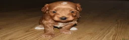 Maltipoo dogs for sale: 🐶 Stunning Brown/Red F1B Maltipoo Puppies ❤️ in Luton - Advert 5