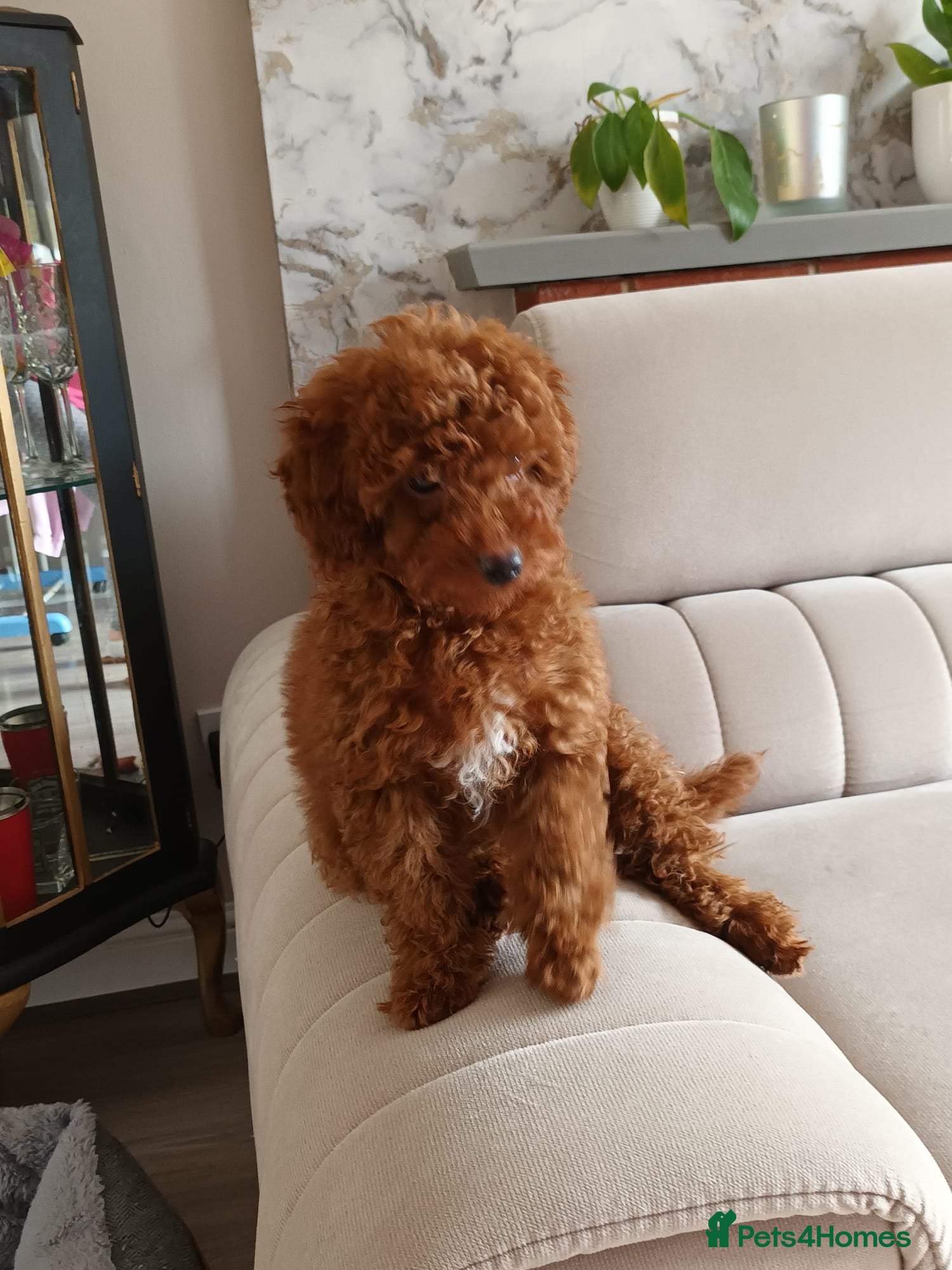 Toy Poodle dogs Champion blood, solid red KC toy poodle, ready now - Advert 11