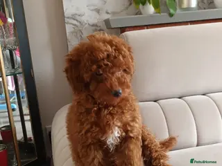 Toy Poodle dogs Champion blood, solid red KC toy poodle, ready now - Advert 6