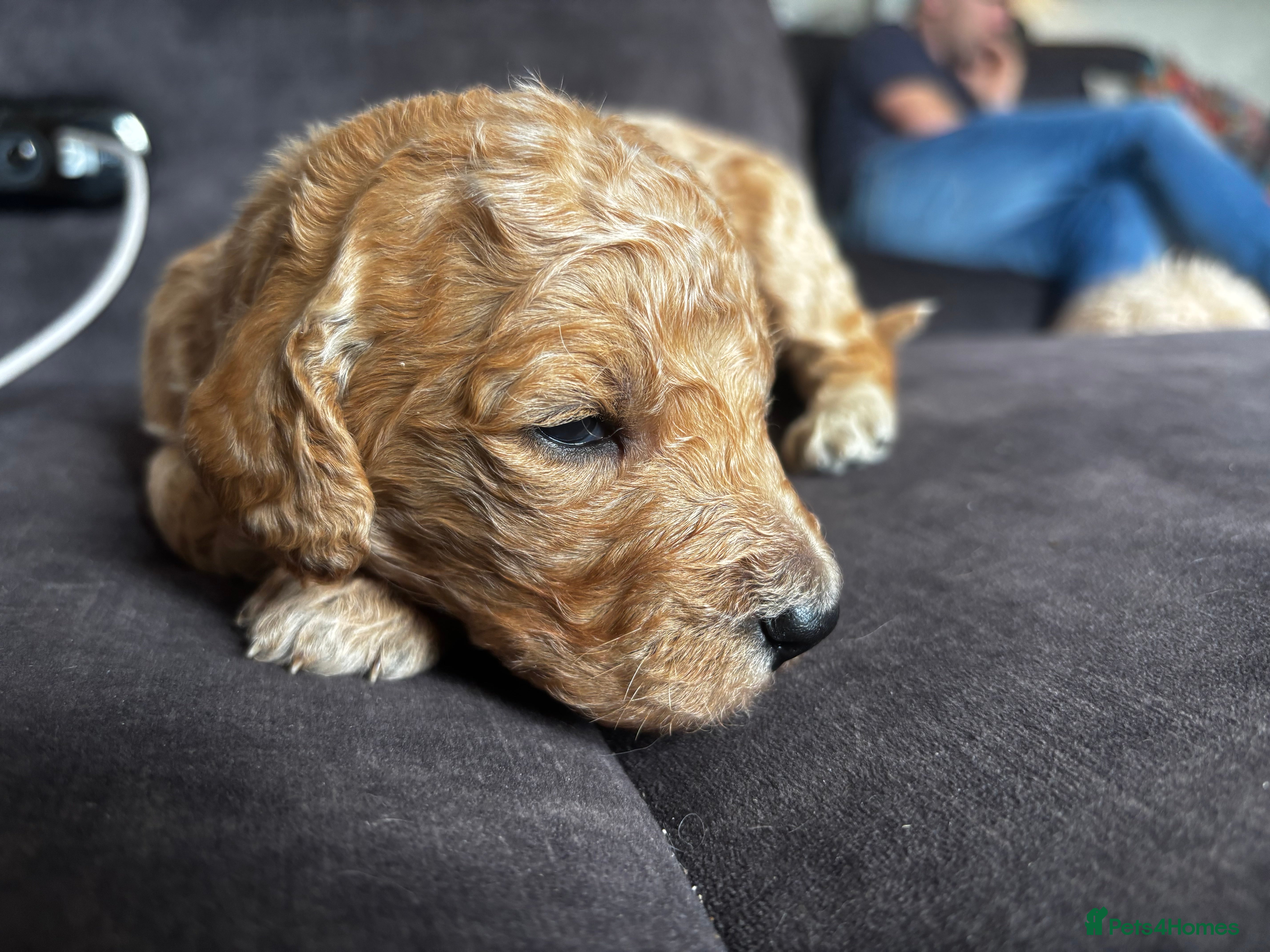 Double Doodle dogs for sale: Beautiful double/golden doodles from family pet - Advert 33