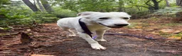 Mixed Breed dogs for adoption: Lulu - Norwich Norfolk  - Advert 11