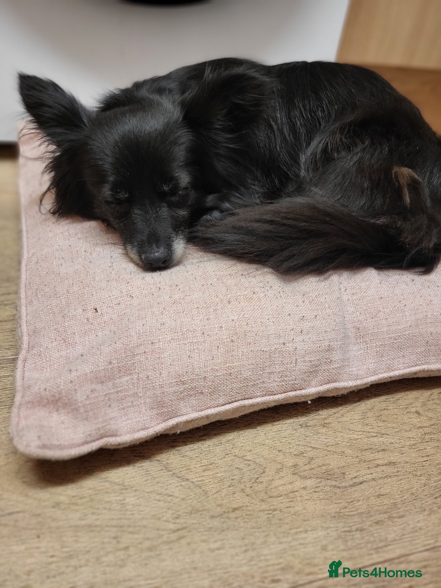Chihuahua dogs Sadly need to rehome our beautiful Chihuahua   - Advert 1