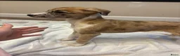 Mixed Breed dogs for sale: Whippet x lurcher pups - Advert 17