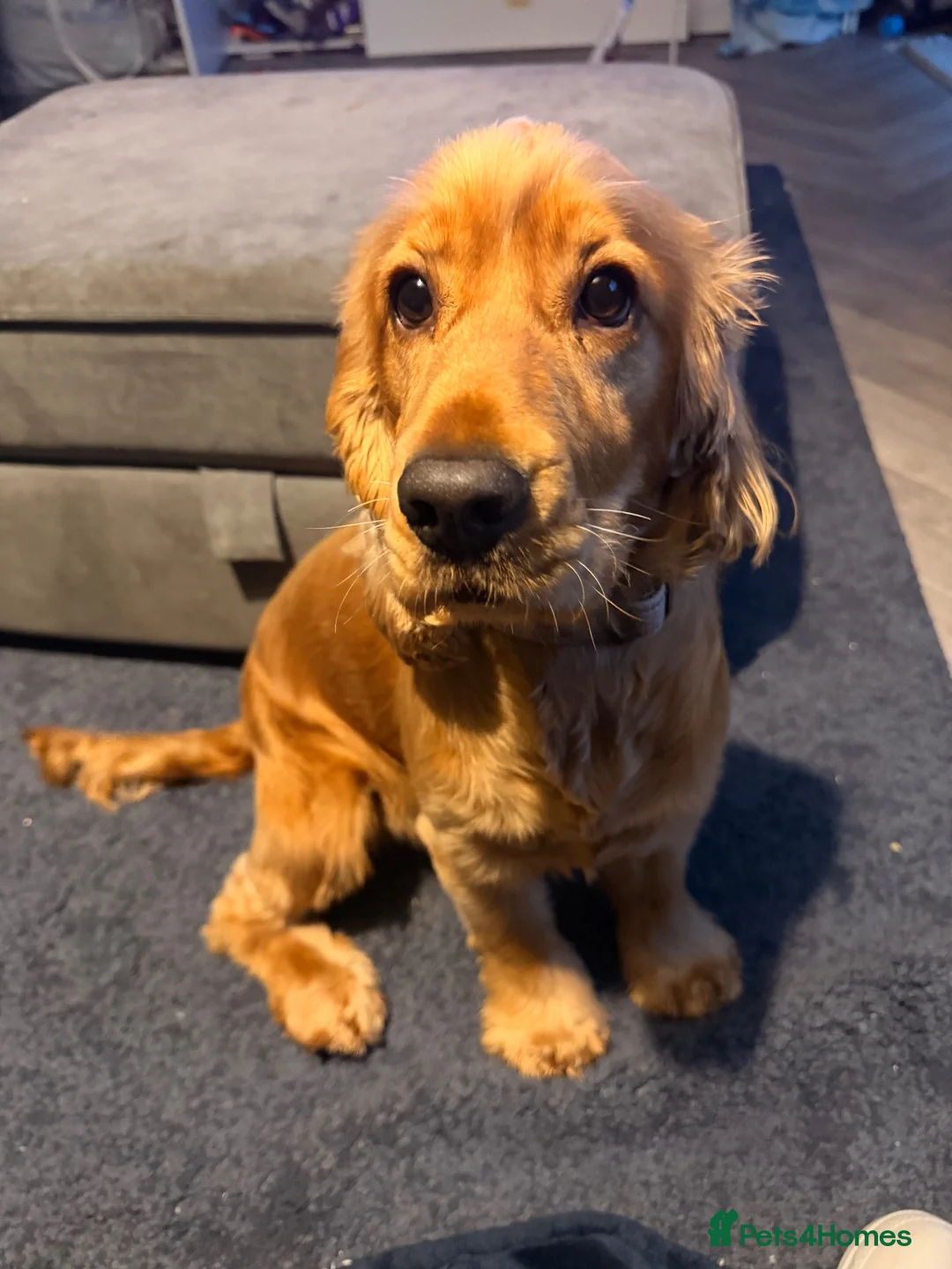 Cocker Spaniel dogs for sale: 16 month old show cocker spaniel  - Advert 4