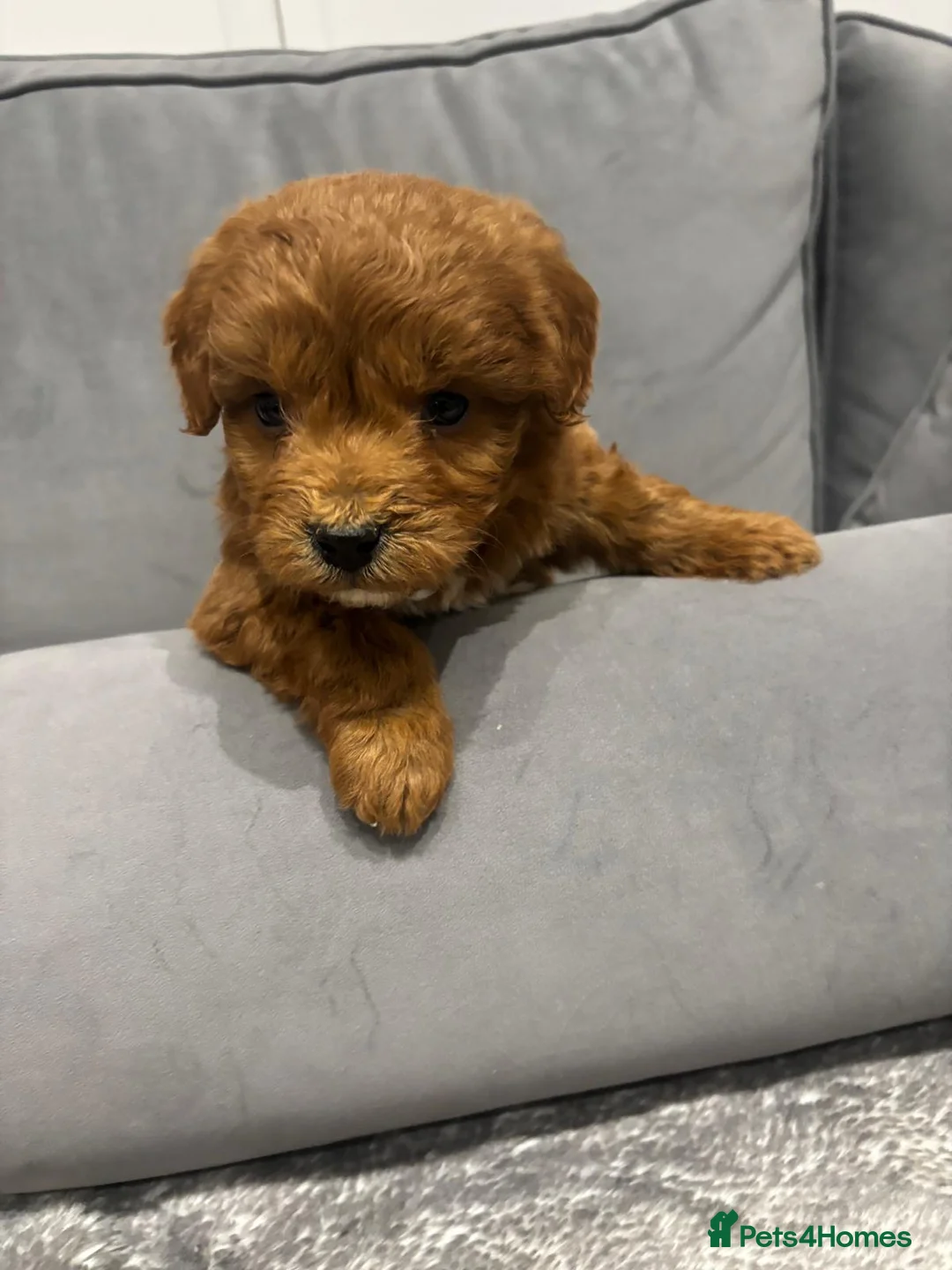 Cockapoo dogs for sale: F1 Cockapoos  - Advert 4