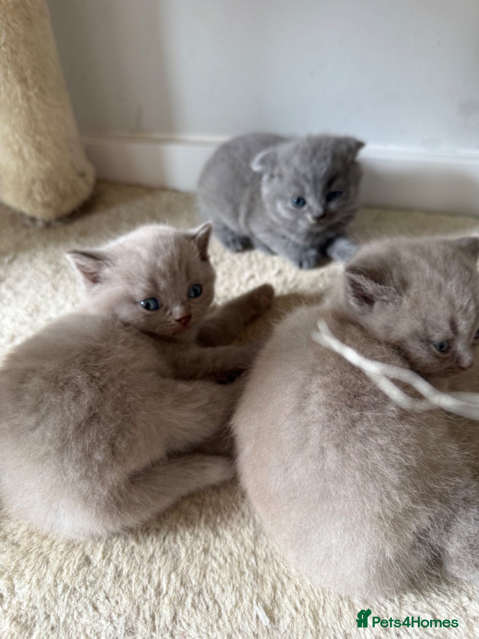 Scottish Fold cats Beautiful scottishfold/Scottish straight kittens🥰 - Advert 2