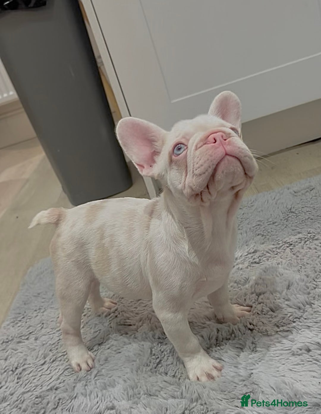 French Bulldog dogs for sale: KC reg 4 panel health test + DNA Male Frenchie Pup - Advert 6