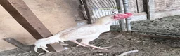 Chickens poultry for sale: Shamo male - Advert 5