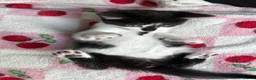Mixed Breed cats for sale: Beautiful kittens  - Advert 5