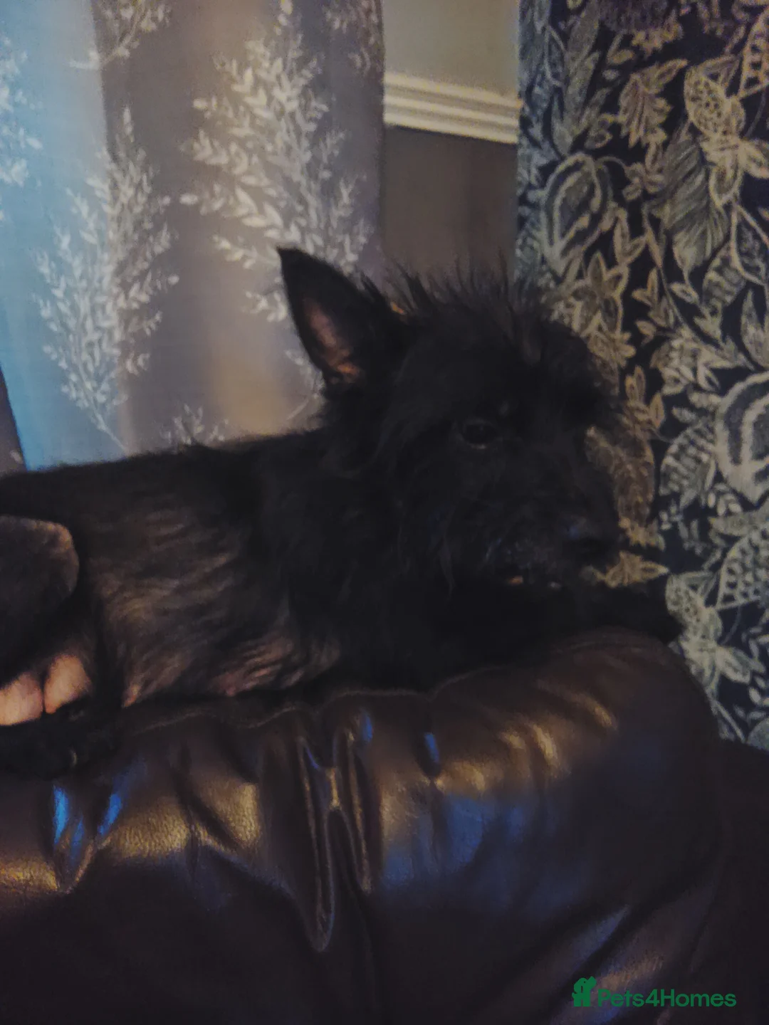 Patterdale Terrier dogs for sale: Pure Patterdale Terrier Pups Ready to go Now! - Advert 4