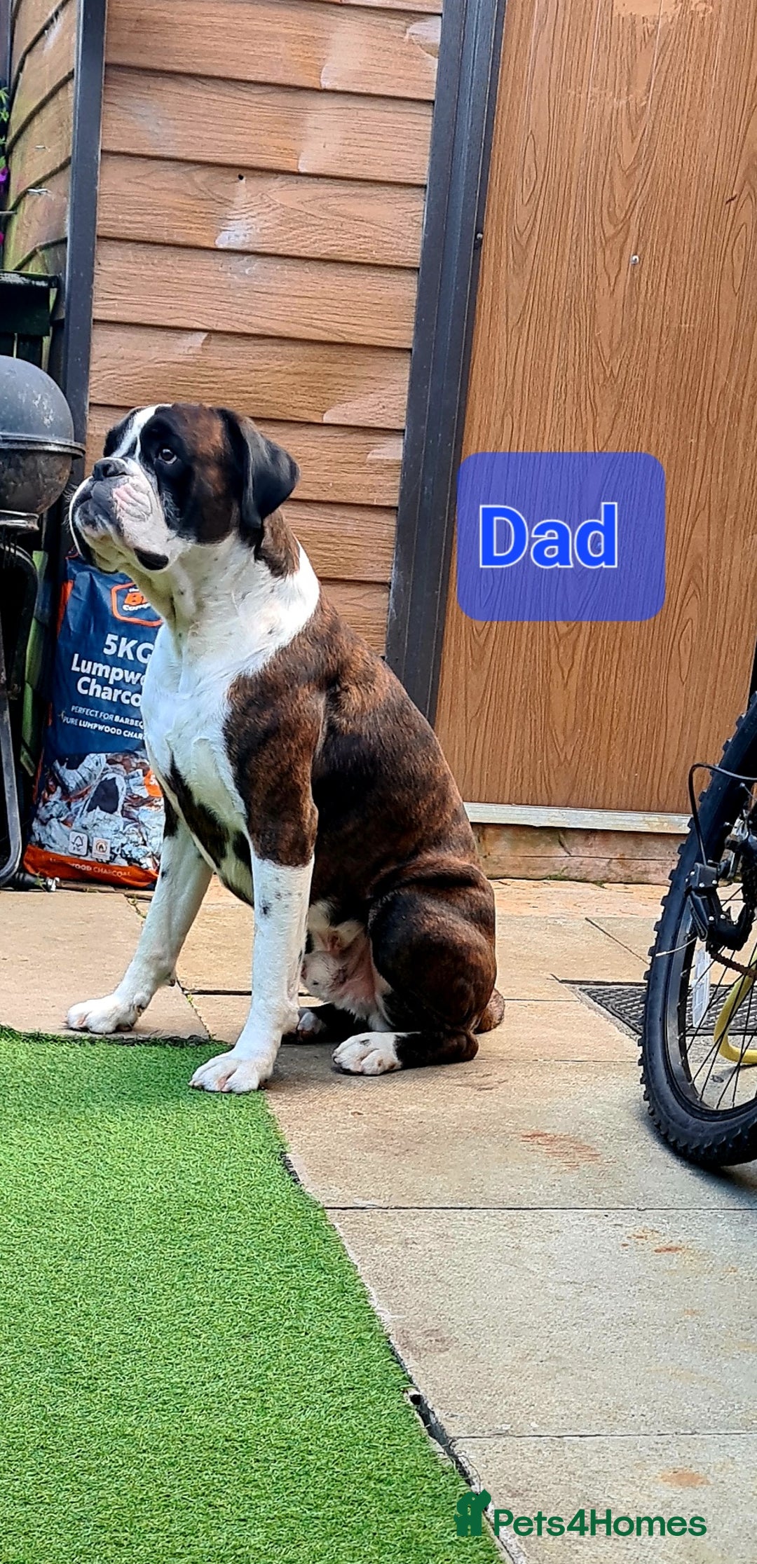 Boxer dogs for sale:  Puppies KC – Exceptional Champion Bloodlines 🐾 - Image 6