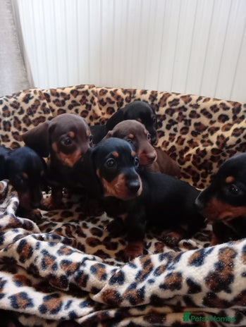 Dachshund dogs - Advert 4