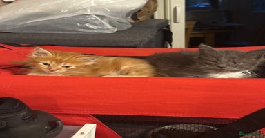 Maine Coon cats - Advert 4