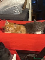 Maine Coon cats - Advert 4
