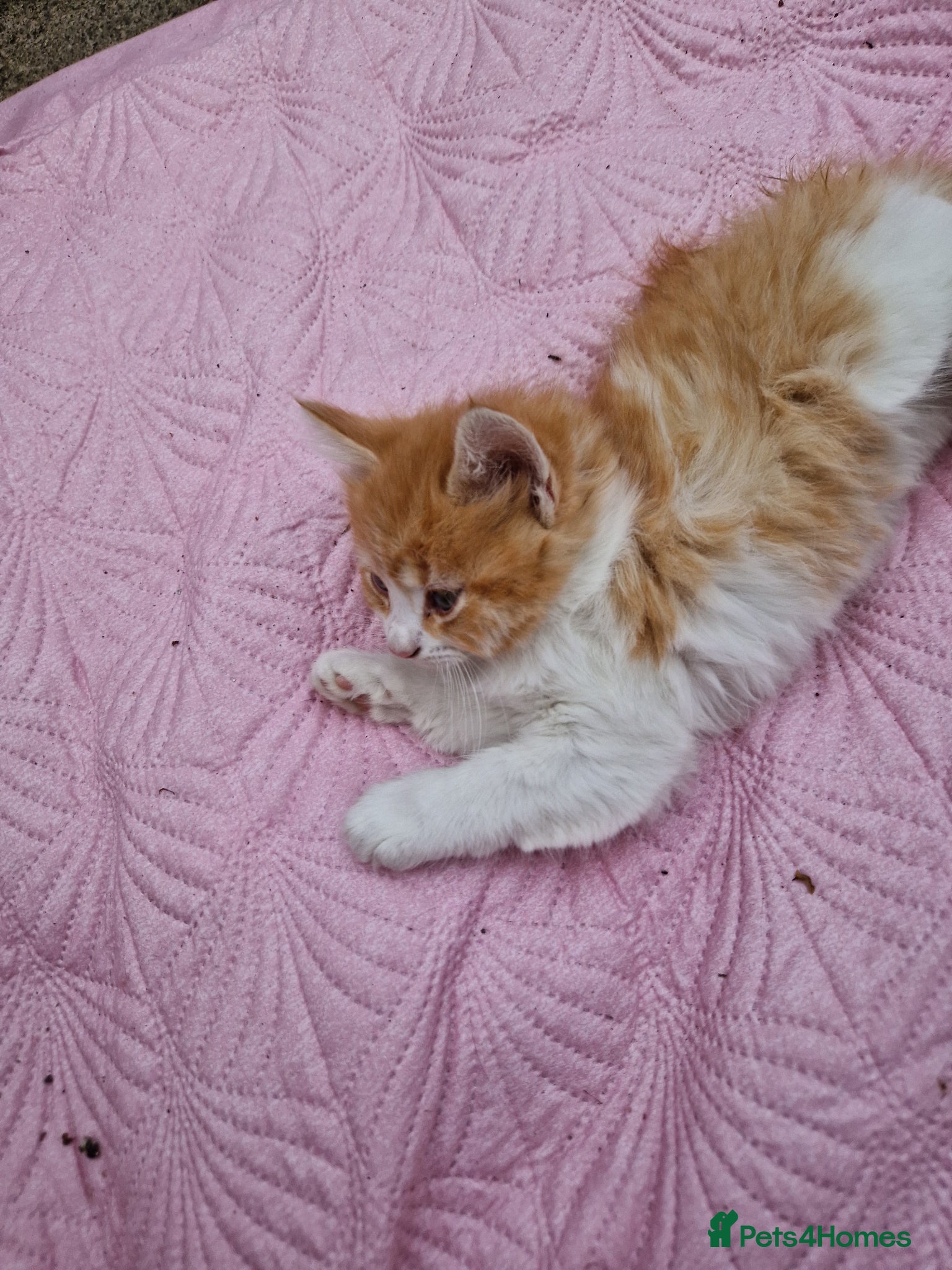 Mixed Breed cats BeAuTiFuL fluffy kittens - Advert 11