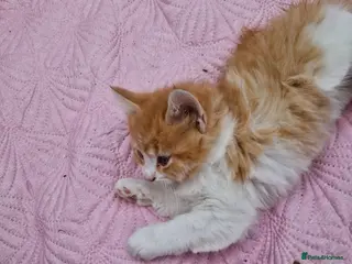 Mixed Breed cats BeAuTiFuL fluffy kittens - Advert 4