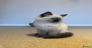 Ragdoll cats - Advert 5