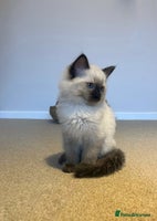 Ragdoll cats - Advert 11