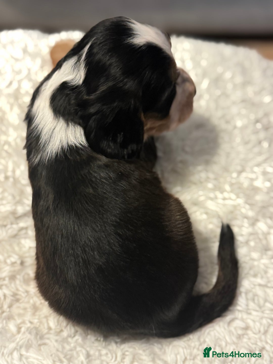 Cocker Spaniel dogs for sale: 6 Cocker Spaniel puppies for sale - Advert 30