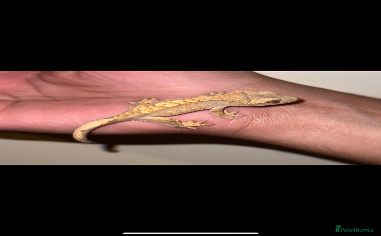 Gecko reptiles - Advert 4