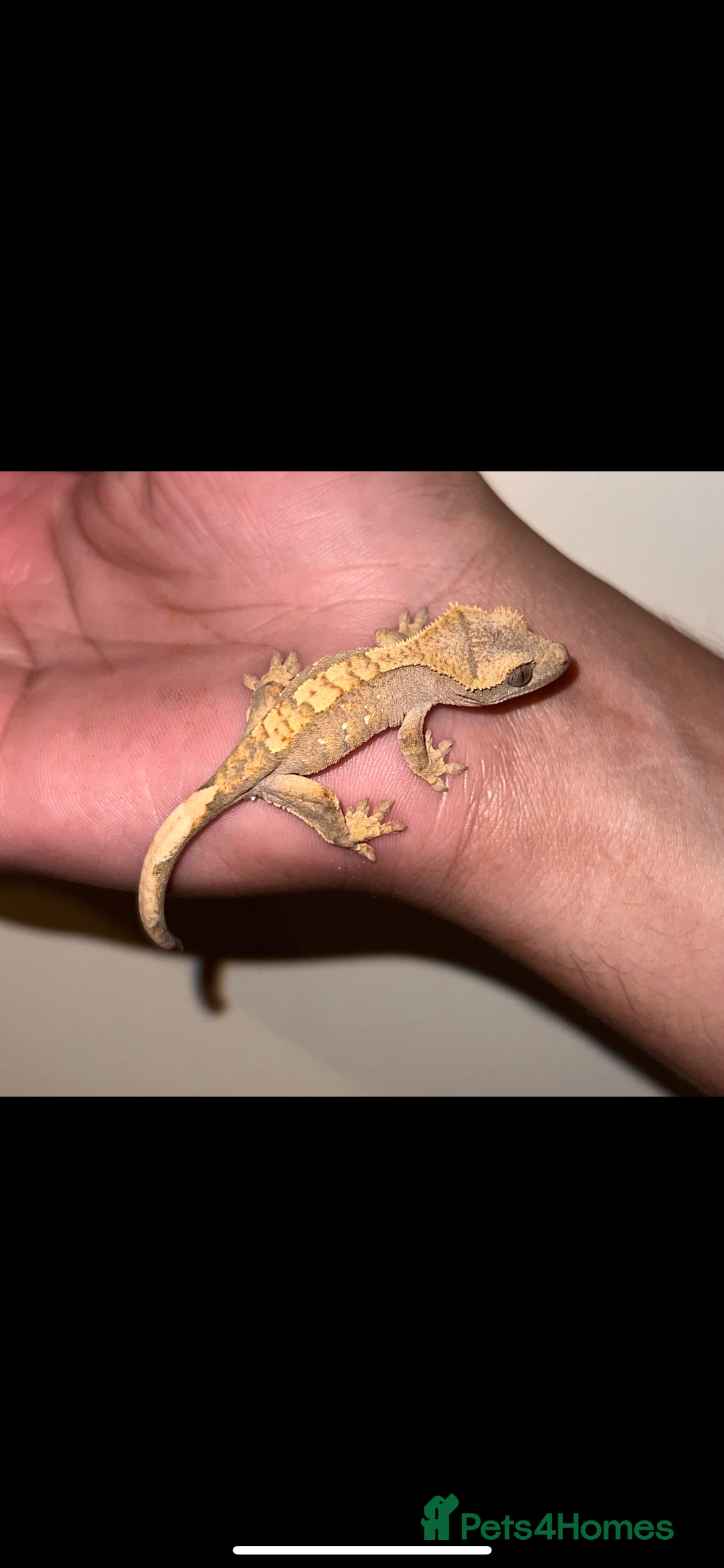 Gecko reptiles for sale: Baby crested geckos available  - Image 1