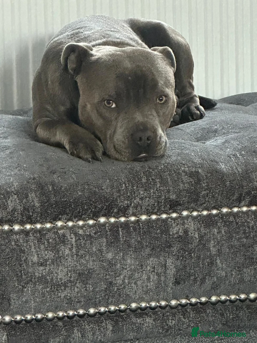Staffordshire Bull Terrier dogs for stud: BEAUTIFUL BULLSCAFF SON UP FOR STUD in Birmingham - Advert 6