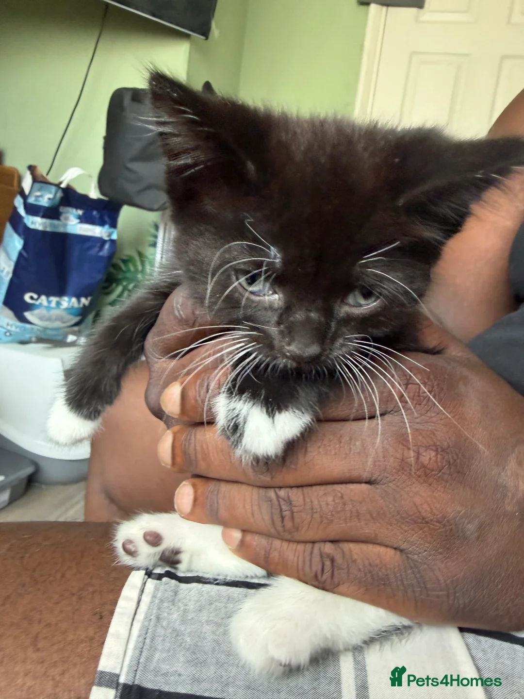 Mixed Breed cats for sale: Beautiful kittens  in Worcester - Advert 11