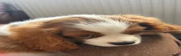Cavalier King Charles Spaniel dogs for sale: Very active and super sweet boy is ready to go - Advert 5
