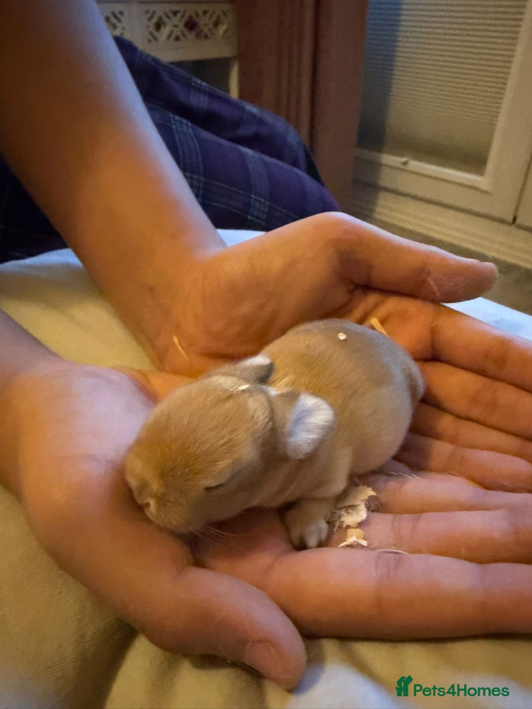 Mini Lop rabbits for sale: 3x Mini Lop Bunnies  - Advert 5