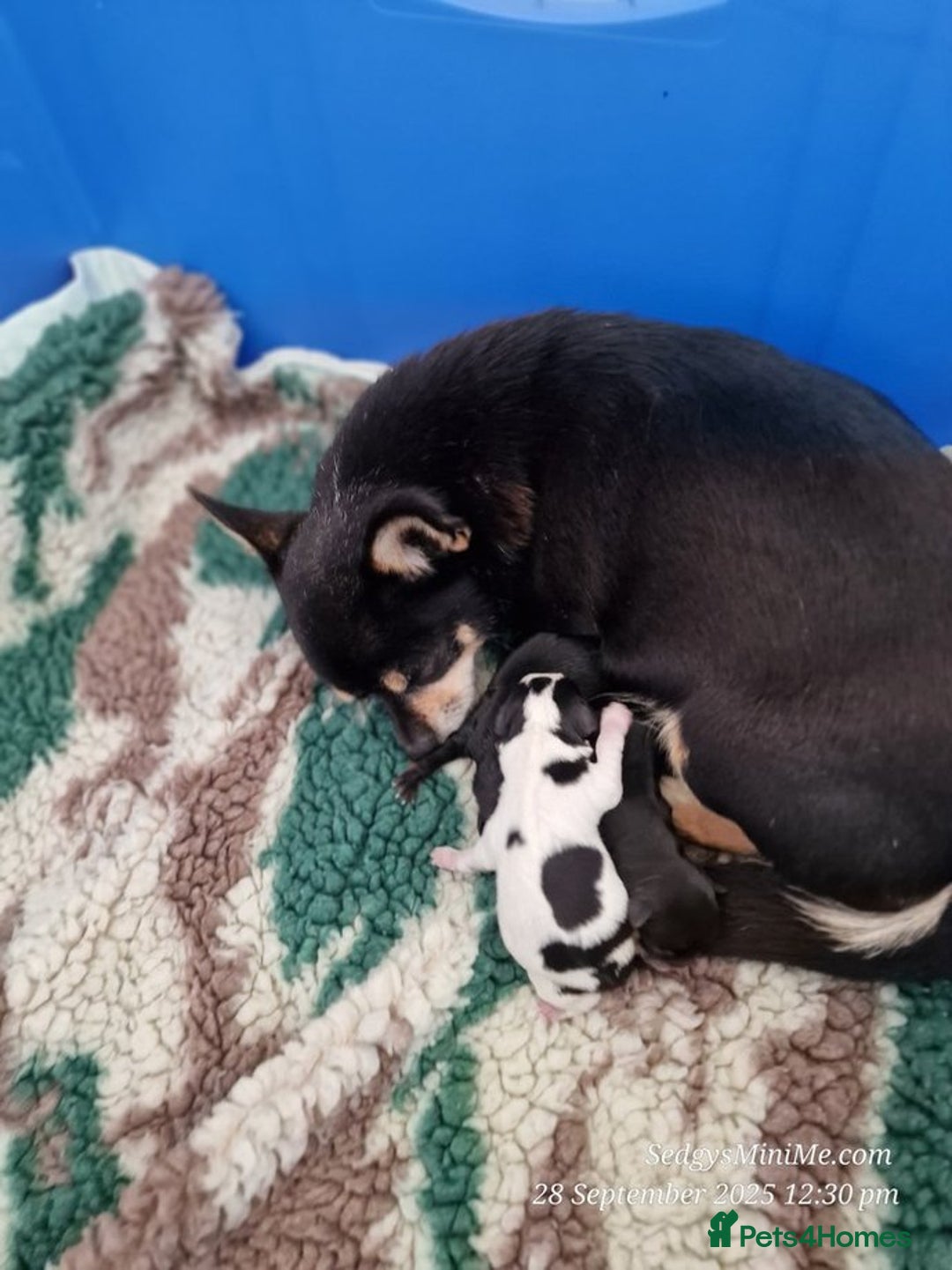 Mixed Breed dogs for sale: Male BieChi Biewer Terrier x Chihuahua pup  - Advert 4