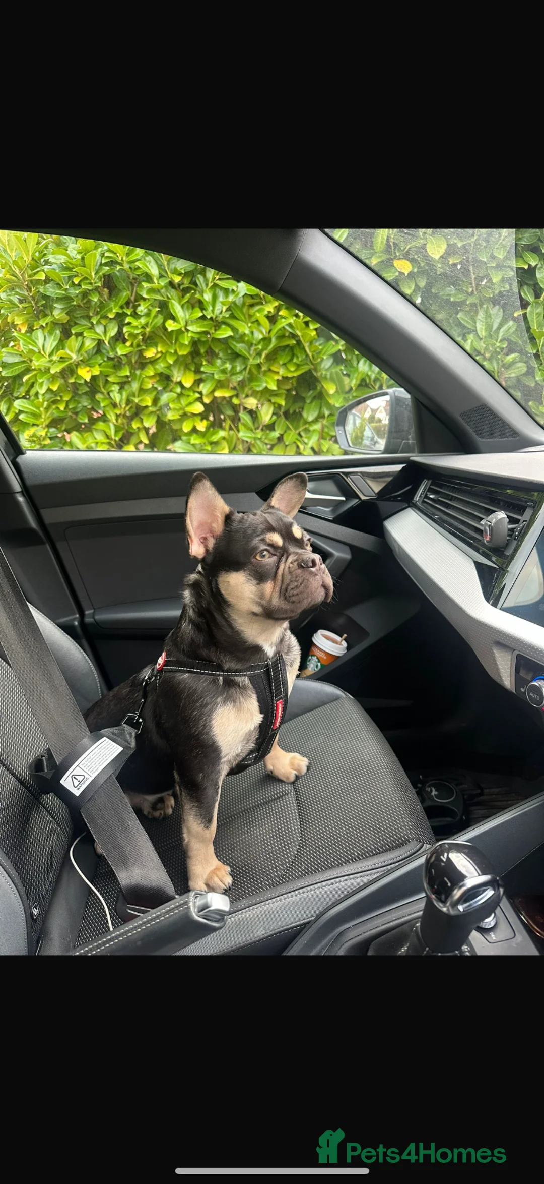 French Bulldog dogs for sale: 7 month old French Bulldog  - Advert 5