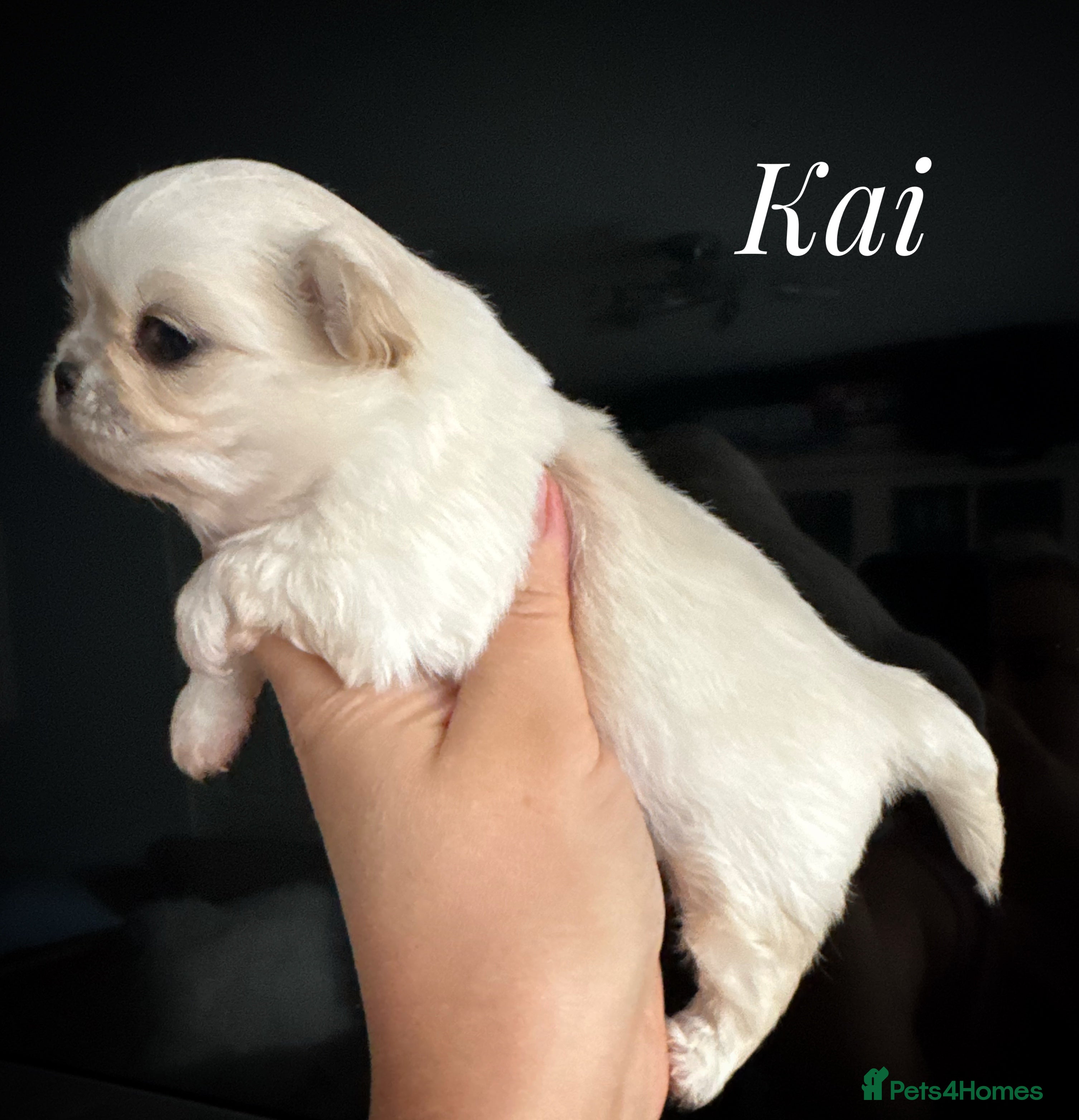 Chihuahua dogs KC long coat cream chihuahua puppies  - Advert 5