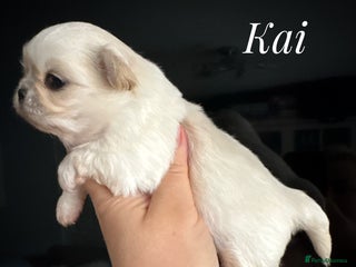 Chihuahua dogs KC long coat cream chihuahua puppies - Advert 2