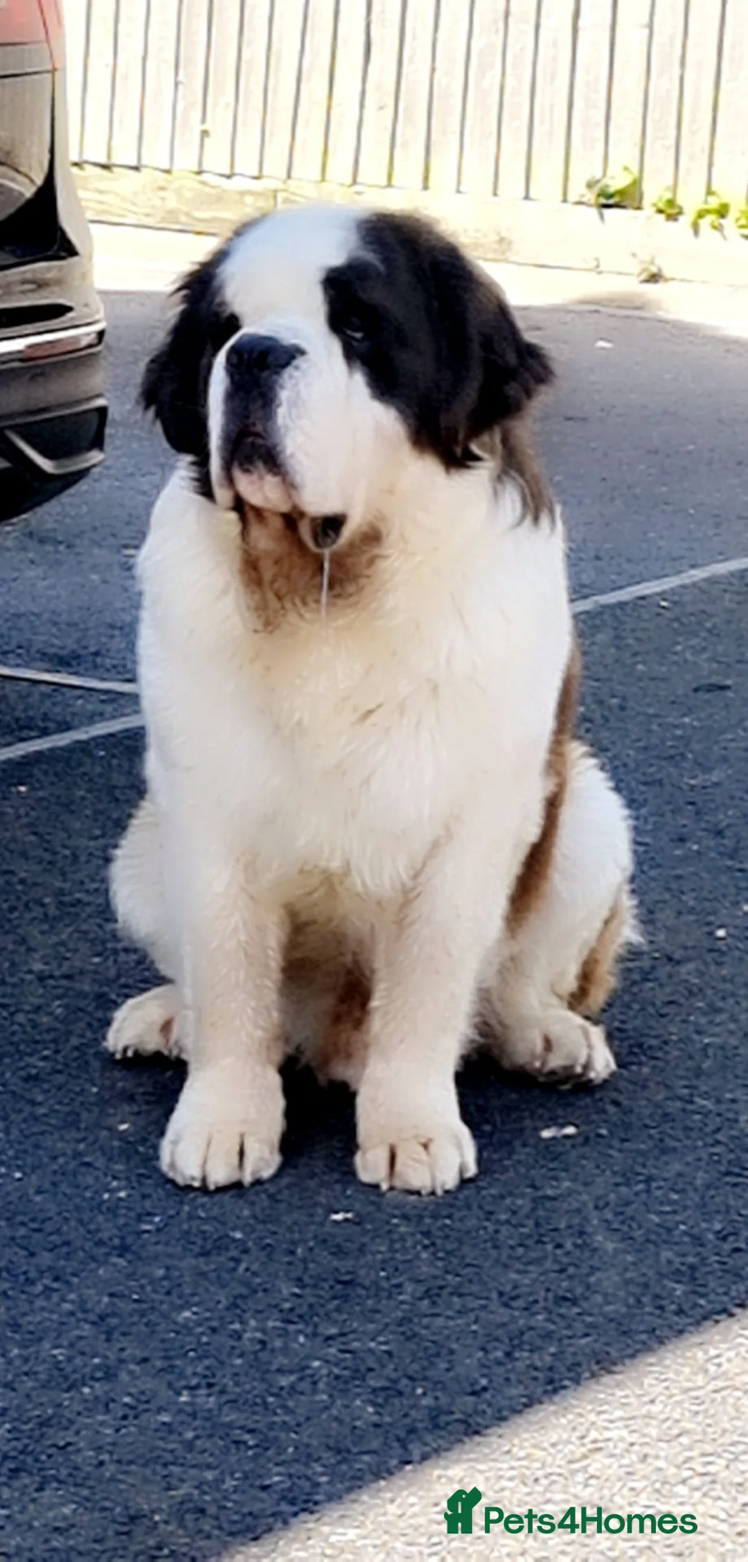 Saint Bernard dogs for stud: Imported KC 6 year old Saint bernard for stud duty in Barry - Advert 3