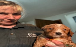 Australian Labradoodle dogs for sale: 5* Health tested Australian labradoodles  - Image 15